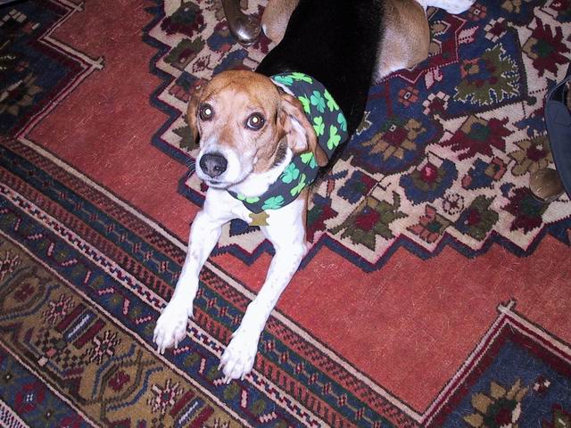 Baileys on St Patricks Day in Columbus, Georgia