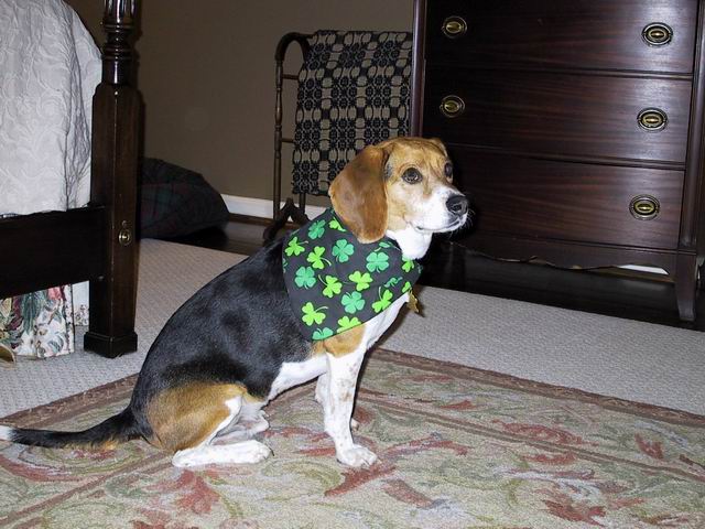Baileys on St Patricks Day in Columbus, Georgia