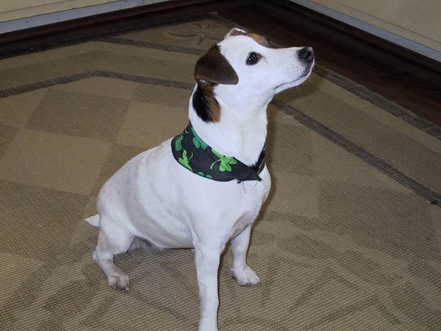 Sweetpea on Saint Patricks day in Columbus, Georgia