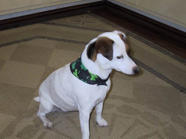 Sweetpea on Saint Patricks day in Columbus, Georgia