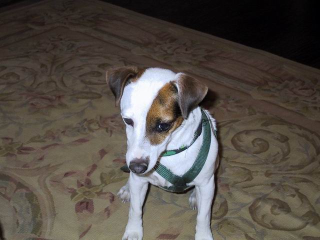 Sweetpea on Saint Patricks day in Columbus, Georgia