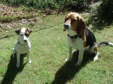 Sweetpea and Baileys Outside in Columbus, Georgia