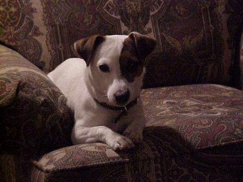 Sweetpea Watching TV in Columbus, Georgia