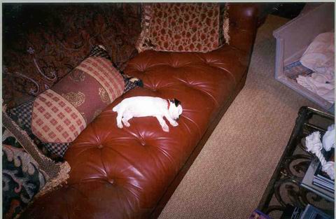 Sweetpea on the Couch in Columbus, Georgia