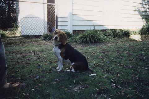 Baileys in the Yard in Columbus, Georgia