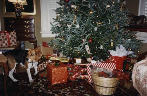 Baileys and the Christmas Tree in Columbus, Georgia