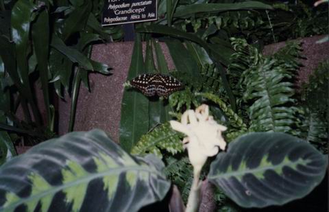 Butterfly in Pine Mountian, Georgia