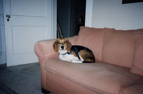 Baileys on the Couch in Columbus, Georgia