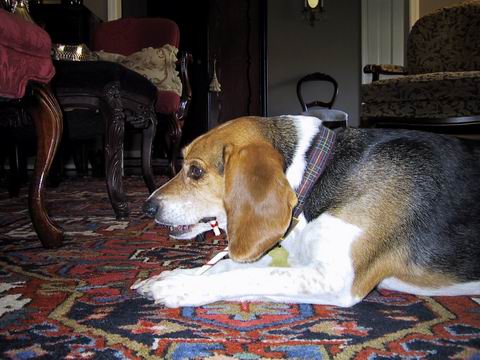 Baileys Enjoys a Christmas Treat in Columbus, Georgia