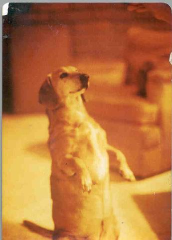 A Trick Dachshund in Phoenix, Arizona