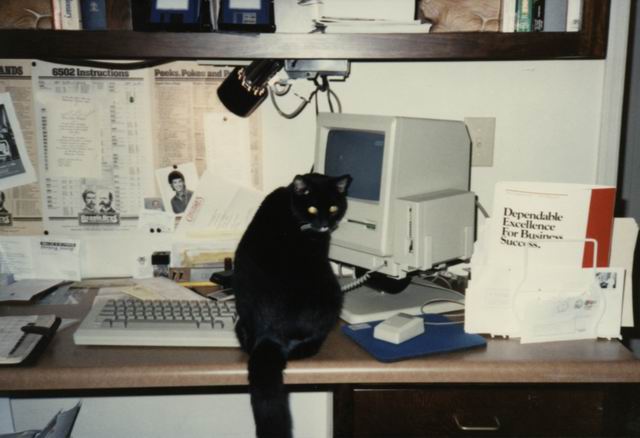 Computing Cat in Columbus, Georgia