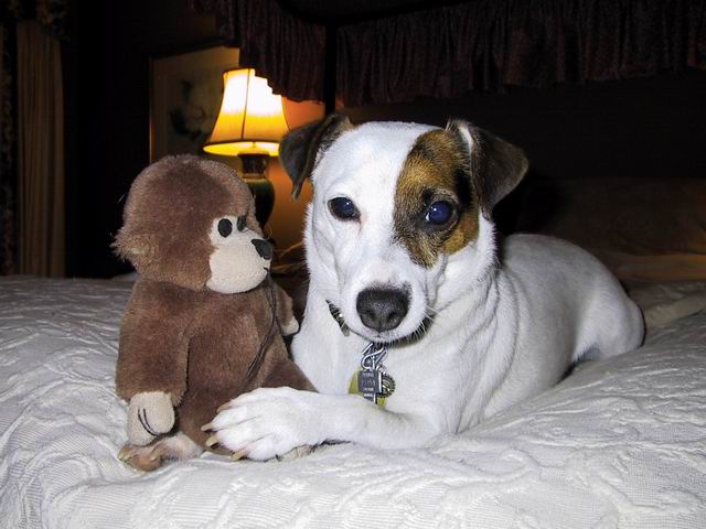 Sweetpea and a Monkey Toy in Columbus, Georgia