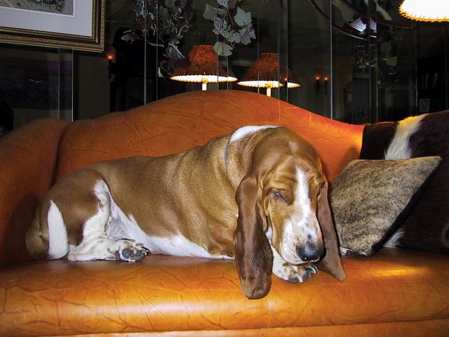 A Big Basset in Phoenix, Arizona