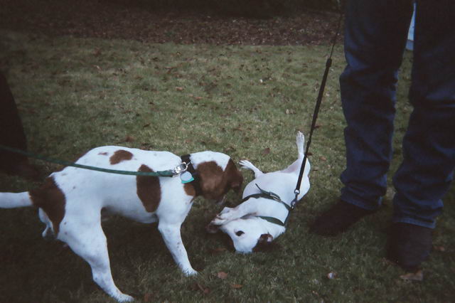 Sweetpea and Rusty Play in Columbus, Georgia