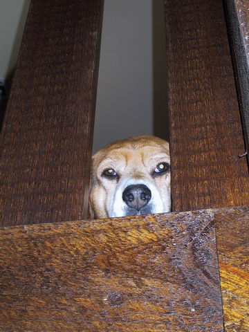 Peeking from the Loft in Highlands, North Carolina