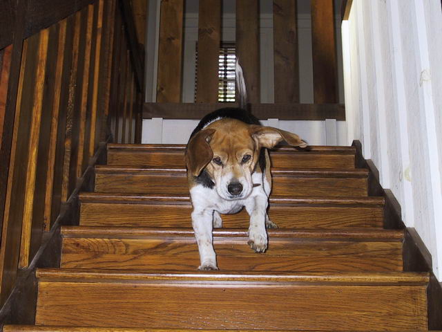 Down the Stairs in Highlands, North Carolina