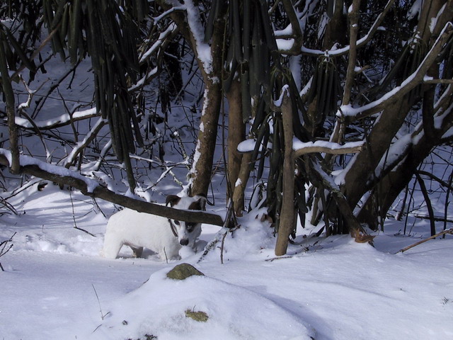 Sweetpea in the Snow in Highlands, North Carolina