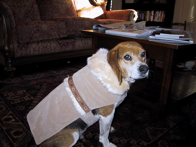 A Christmas Jacket in Highlands, North Carolina