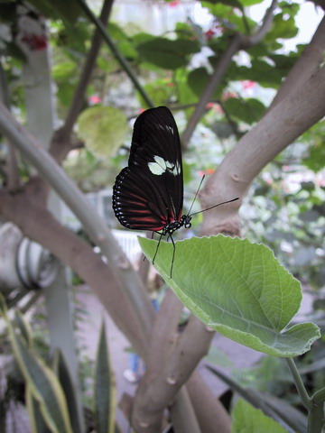 Butterfly at Callaway in Callaway Gardens, Georgia