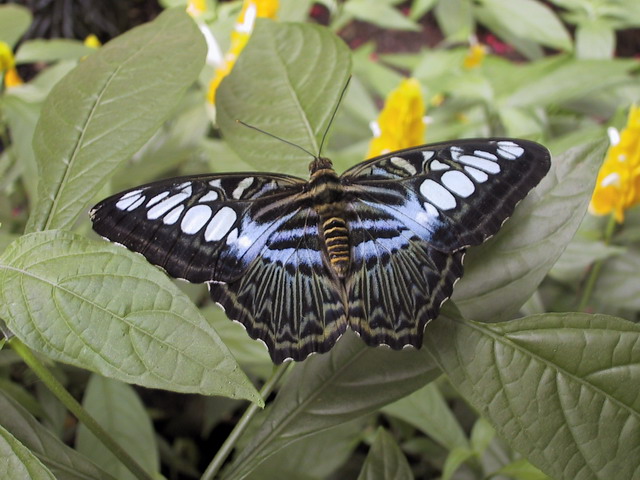 Butterfly at Callaway in Callaway Gardens, Georgia