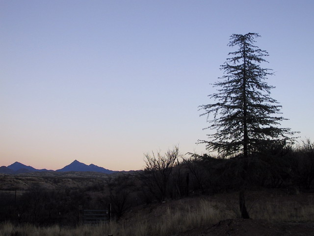 Nogales Tree in Nogales, Arizona