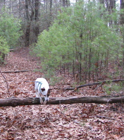 Bouncing Sweetpea in Highlands, North Carolina