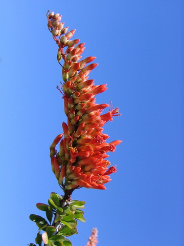 Ocotillo Blossom in Phoenix, Arizona