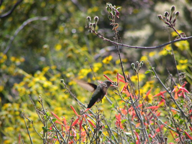 Feeding Hummingbird in Phoenix, Arizona