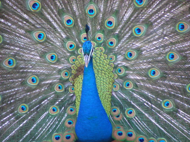 Pretty Bird in Nogales, Arizona