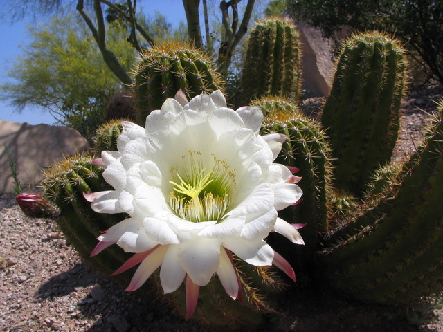 Cactus Flower in Paradise Valley, Arizona