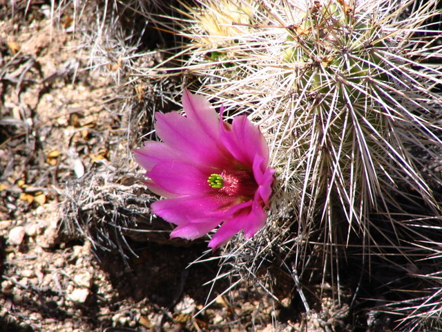 Cactus Flower in Phoenix, Arizona