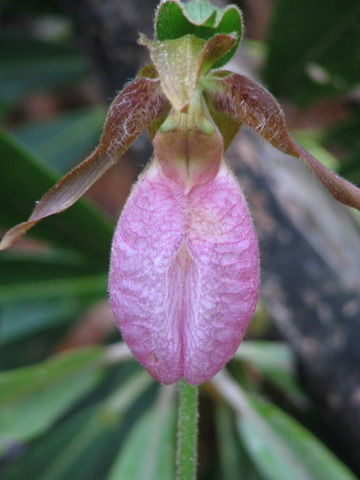 Lady Slipper in Highlands, North Carolina
