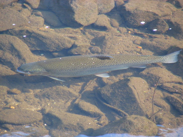 Trout in Highlands, North Carolina