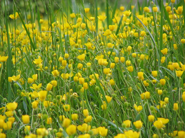 Yellow Flowers in Highlands, North Carolina