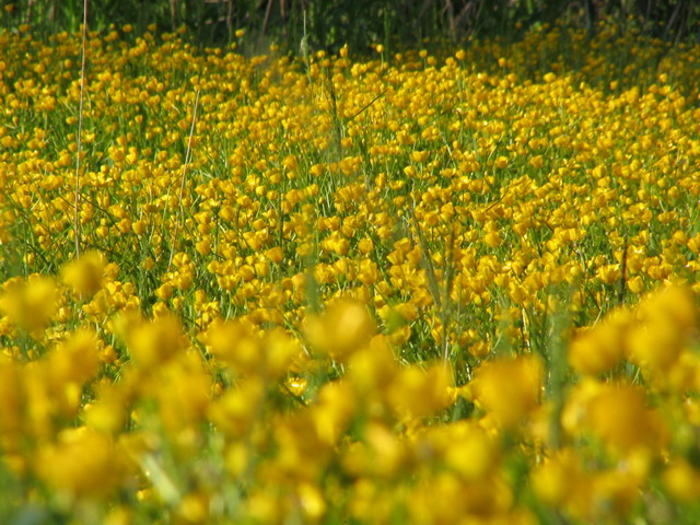Yellow Flower Field in Highlands, North Carolina