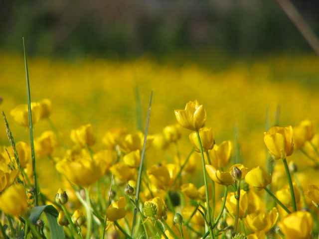 Yellow Flowers Close in Highlands, North Carolina