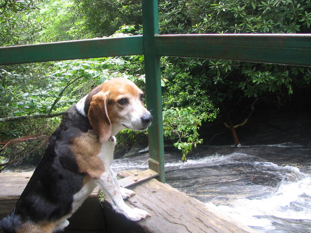Pup at Scenic Overview in Highlands, North Carolina