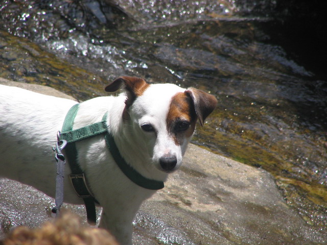 River Pup in Highlands, North Carolina