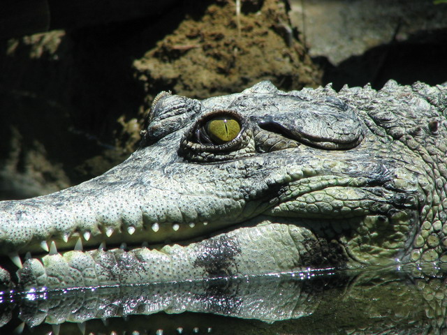 Croc in San Diego, California