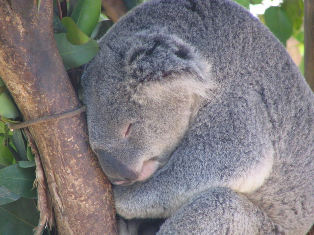 Koala in San Diego, California