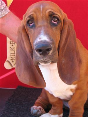 Louie in Phoenix, Arizona