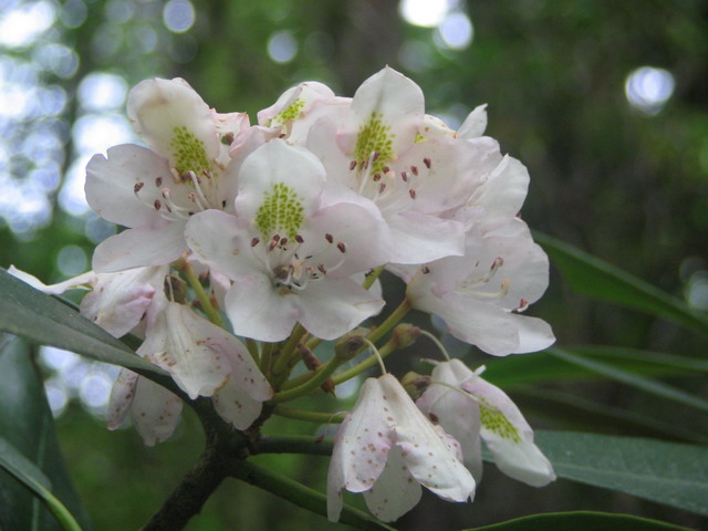 Mountian Flower in Highlands, North Carolina