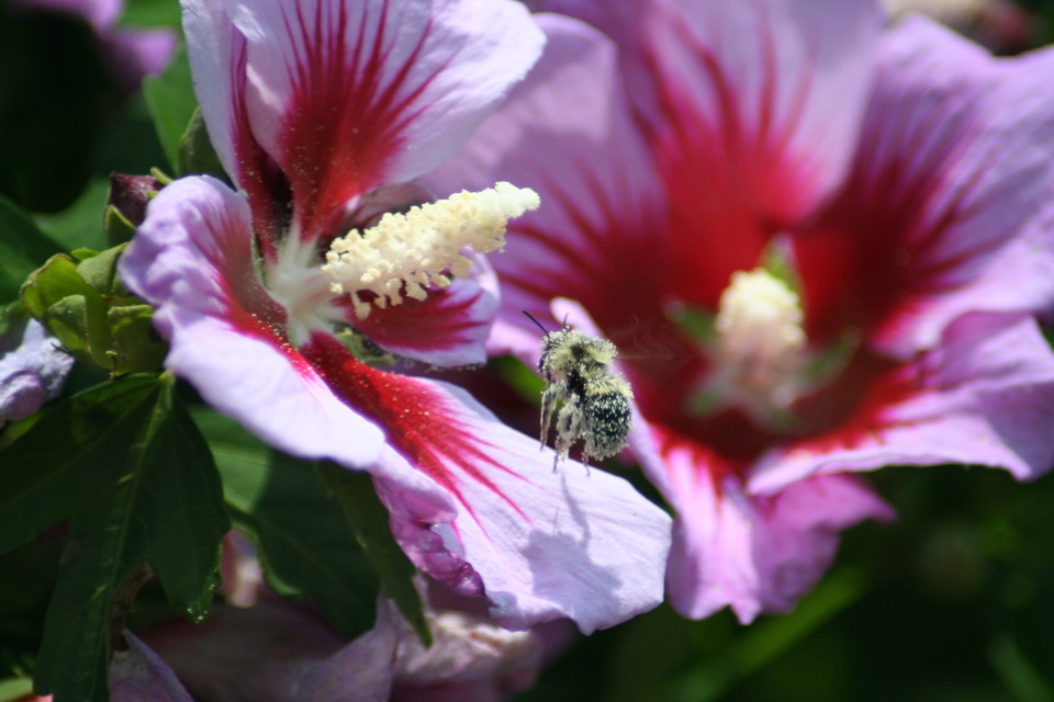 Landing Bee in Highlands, North Carolina