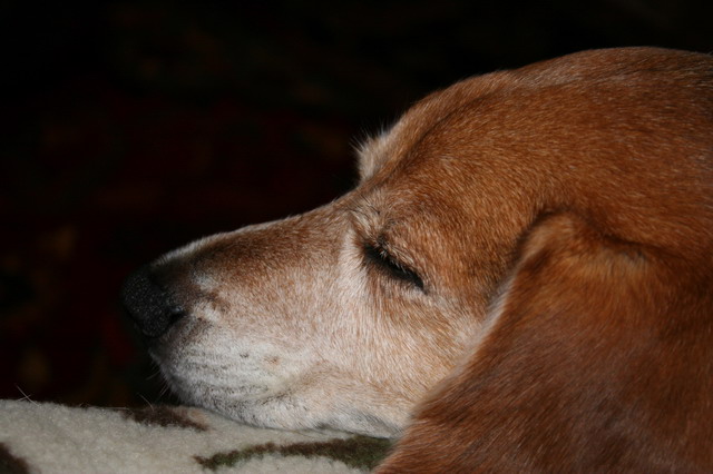 Baileys Close Up in Highlands, North Carolina