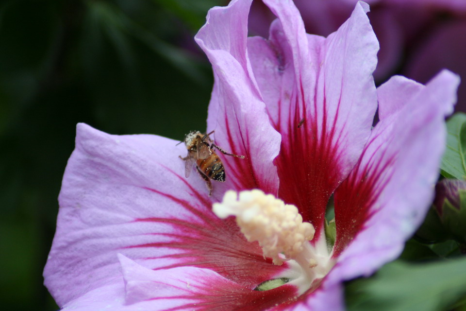 Bee and Flower in Highlands, North Carolina