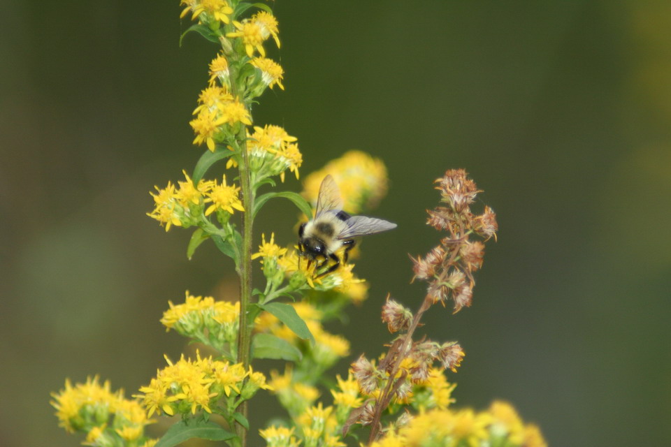 Bee Close Up in Highlands, North Carolina