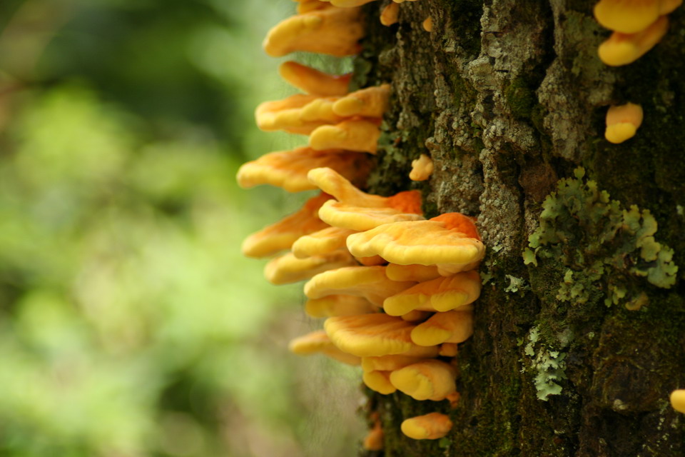 Tree Fungus in Highlands, North Carolina