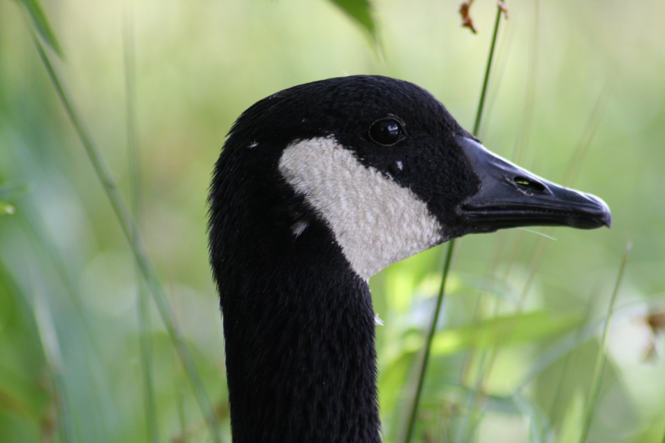 Goose Head in Highlands, North Carolina