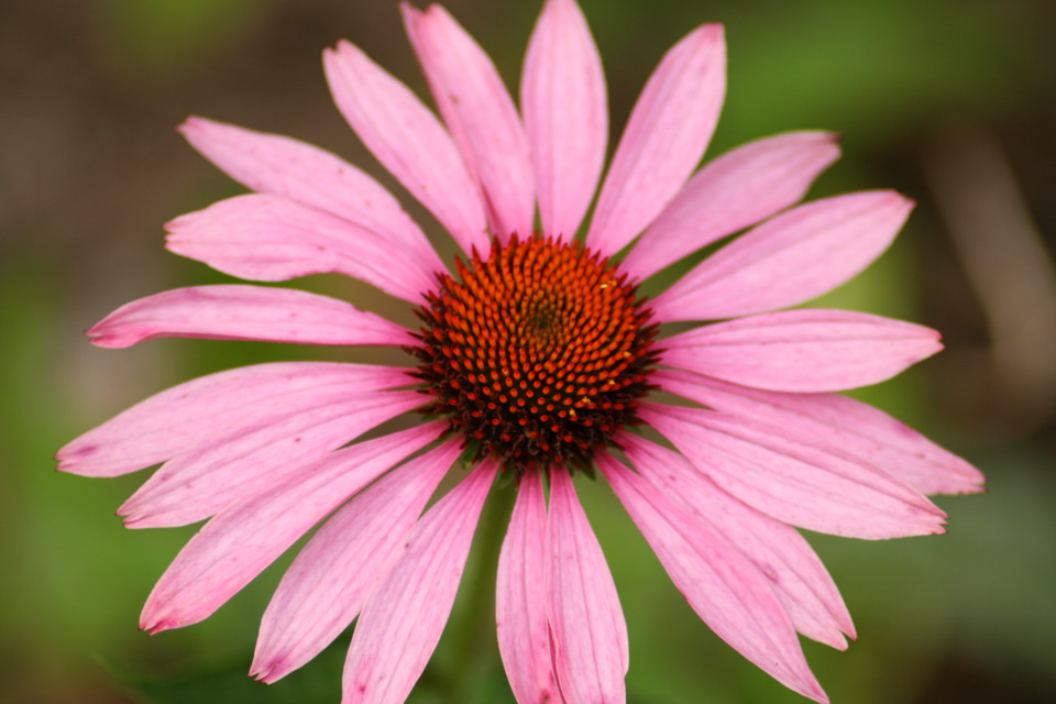 Pretty in Pink in Highlands, North Carolina