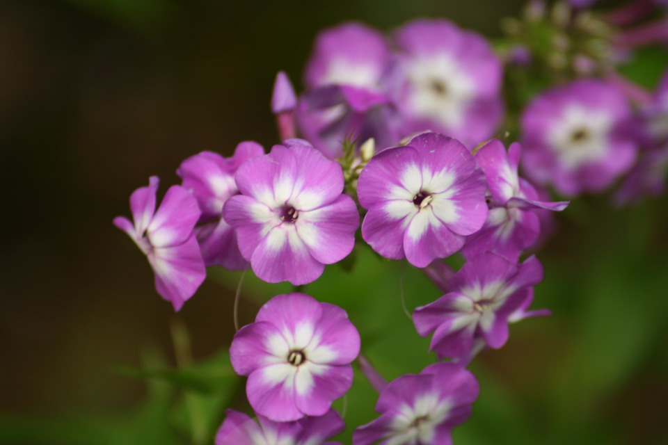 Purple Flowers in Highlands, North Carolina